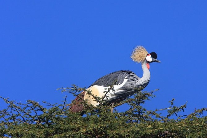 Nairobi City Tour - Tour Overview