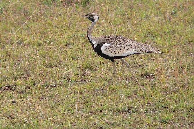 Nairobi Layover - Traveler Reviews