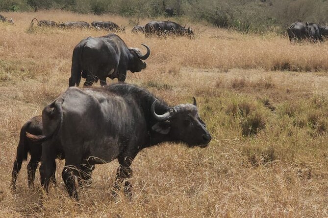 Nairobi National Park and Giraffe Centre Guided Safari Tour - Pickup and Transportation