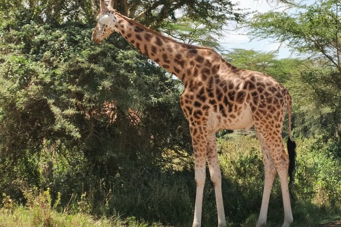 Nairobi National Park and Giraffe Centre Guided Safari Tour - Booking and Confirmation