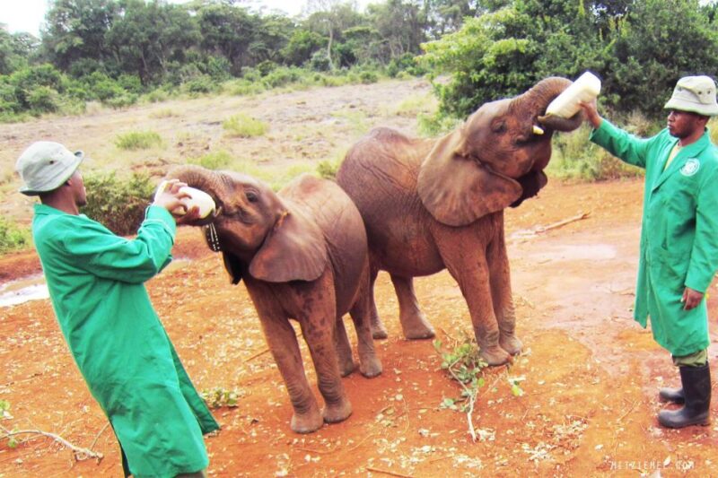 Nairobi National Park, Baby Elephant & Giraffe Center Tour - Pricing and Inclusions