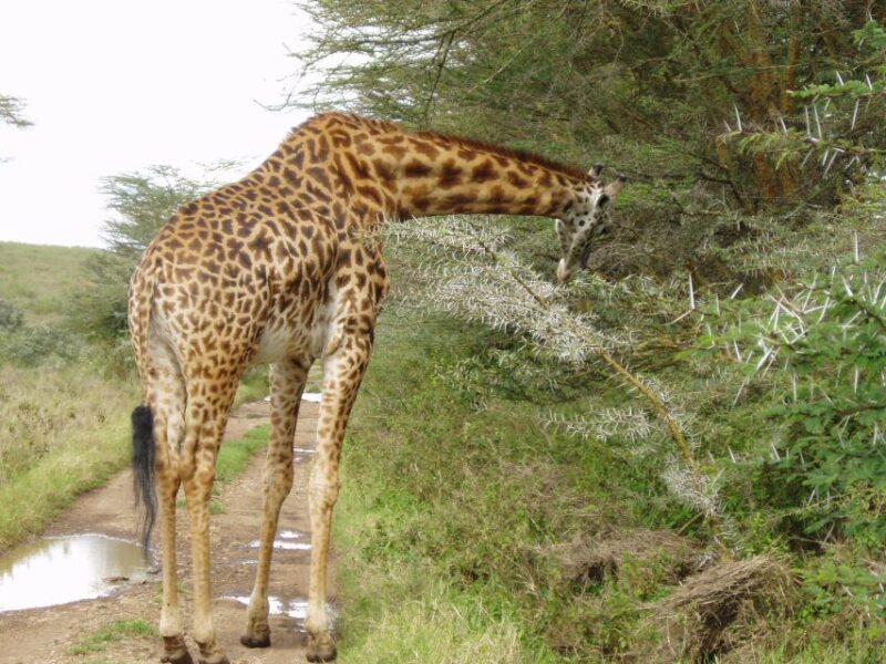 Nairobi National Park, Baby Elephant & Giraffe Center Tour - Nairobi National Park Exploration