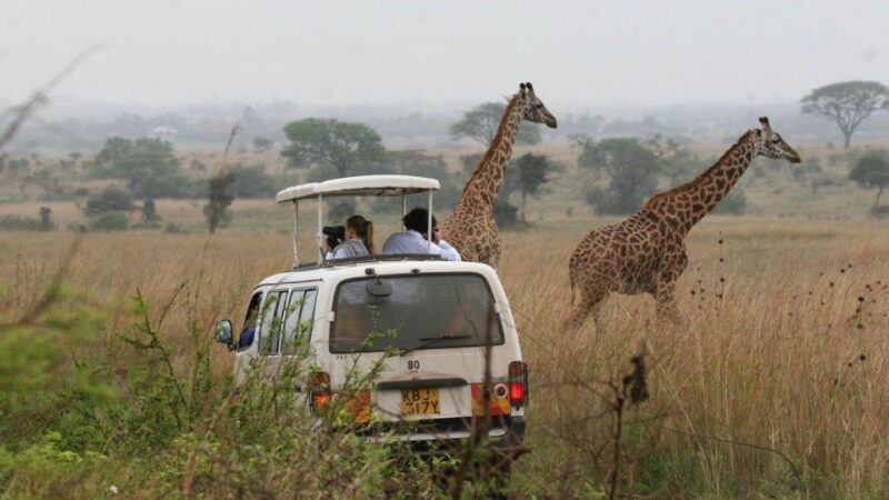 Nairobi National Park, Baby Elephant & Giraffe Center Tour - Giraffe Center Visit