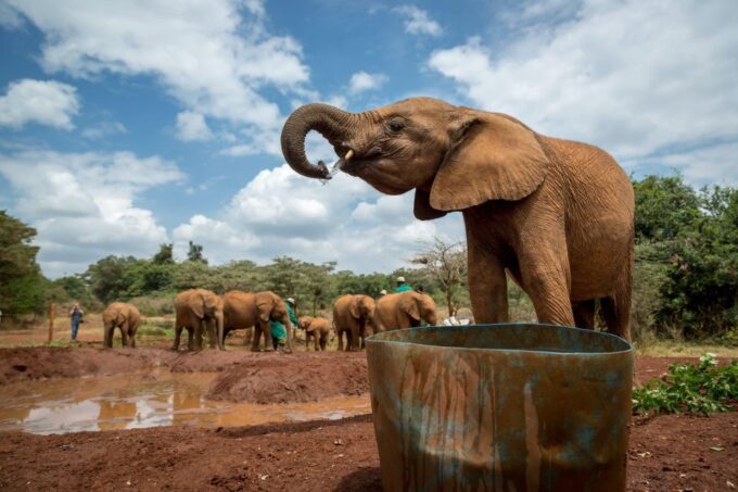 Nairobi National Park, Baby Elephant & Giraffe Center Tour - Optional Lunch at Carnivore