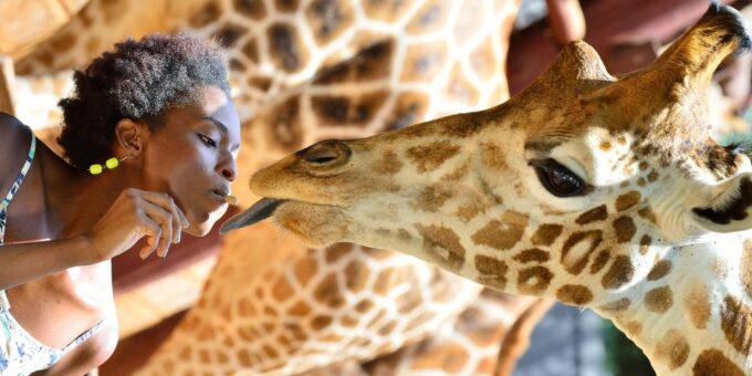 Nairobi National Park, Baby Elephant & Giraffe Center Tour - Important Information