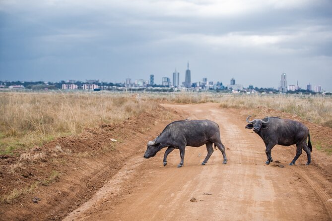 Nairobi National Park Game Drive - Open Jeep Experience. - Important Information