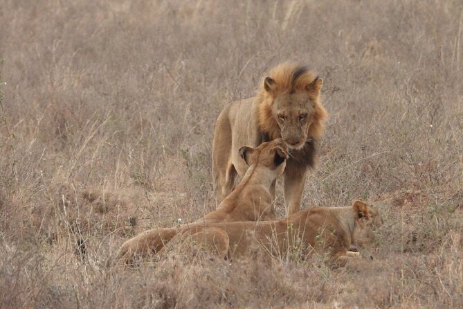 Nairobi National Park Group Shared Tour - Meeting and Pickup Locations