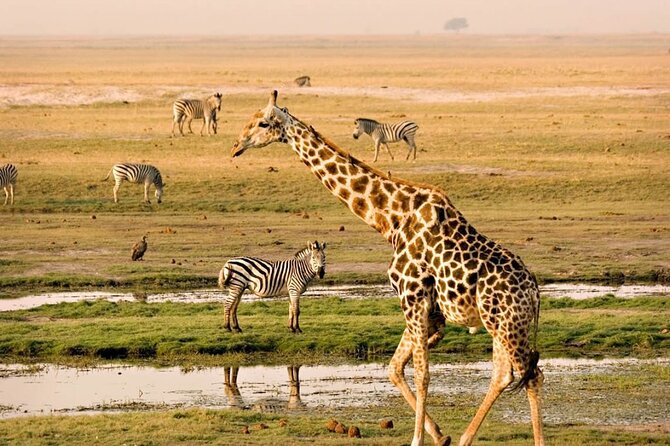 Nairobi National Park Group Tour - Meeting and Pickup Details