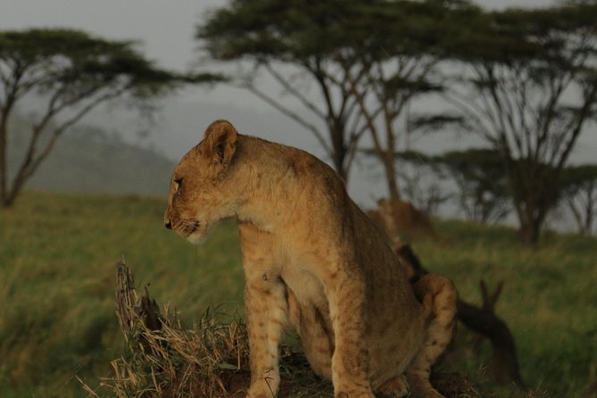 Nairobi National Park Tour - Inclusions and What to Expect