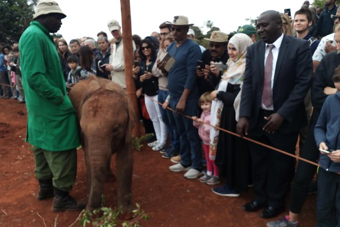 Nairobi Park, Steamark Birds, Girraffe Center & Bomas - Pricing and Booking Information