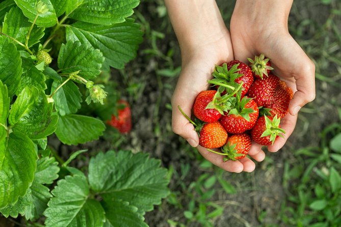 Nami Island & Strawberry Trip With Railbike & Opt. Korean Garden - Inclusions and Pricing
