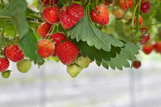 Nami Island & Strawberry Trip With Railbike & Opt. Korean Garden - Strawberry Picking Experience