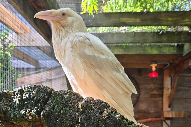 Nanaimo: Cathedral Grove, Waterfalls and Animal Sanctuary - Final Thoughts: Is This Tour Right for You?