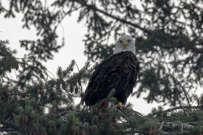 Nanaimo Private Whale Watching - The Value of a Private Tour in the Salish Sea