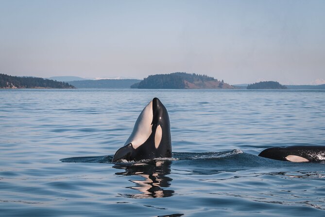 Nanaimo Whale Watching in a Semi-Covered Boat - Wildlife You May Encounter