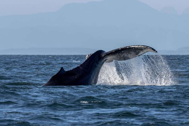 Nanaimo: Whale Watching Semi-Covered Boat Tour - The Experience in Detail: Wildlife, Views, and Education