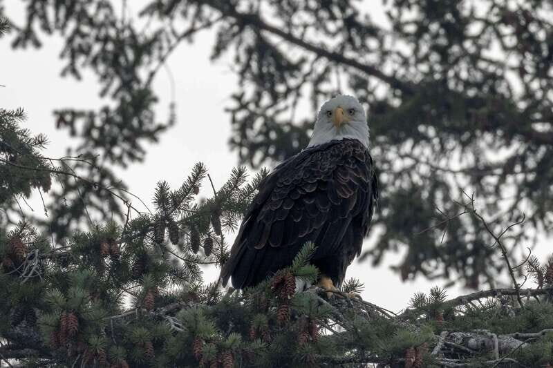 Nanaimo: Whale Watching Semi-Covered Boat Tour - Who Should Consider This Tour?