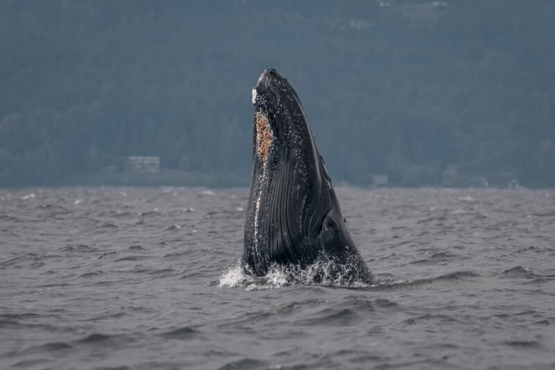 Nanaimo: Whale Watching Semi-Covered Boat Tour - The Sum Up