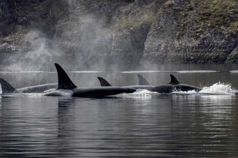 Nanaimo: Whale Watching Semi-Covered Boat Tour - FAQs