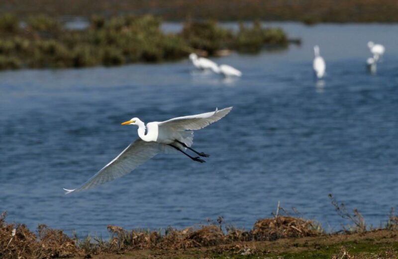 Nanchang City Highlights & Bird Watching Private Tour - Photography Opportunities