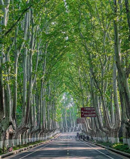 Nanjing: Green Boulevards, Bookstore Warmth & Scenic River - Who Should Consider This Tour?