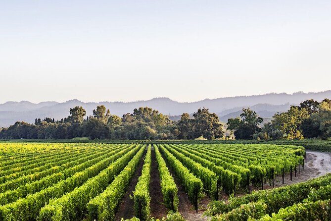 Napa Private Wine Tour to Caymus and Opus One Wineries - up to 4 - Final Thoughts: Is This Tour for You?