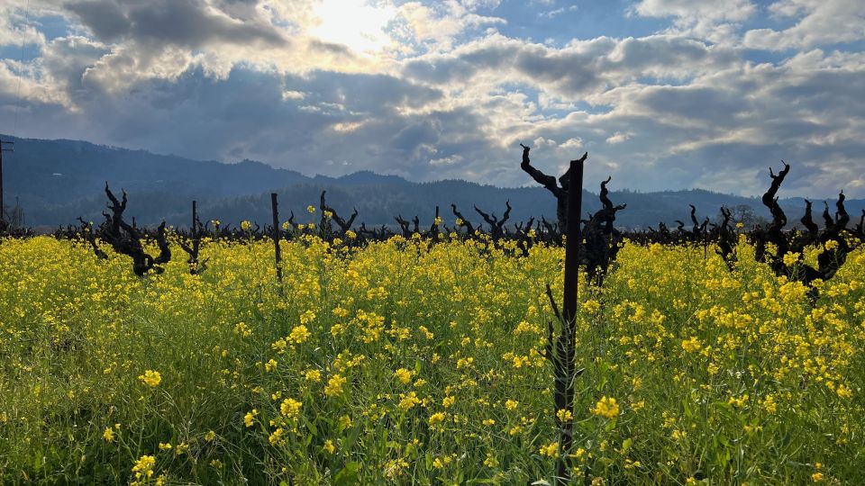 Napa/Sonoma: Guided Tour for Cycling Enthusiasts - Restrictions and Customer Review