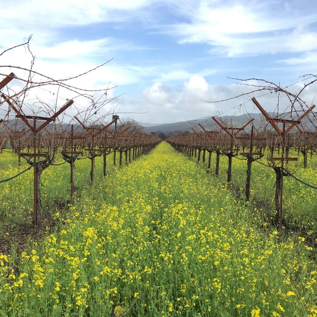Napa/Sonoma: Private Day Trip to Wine Country With a Guide - Key Points