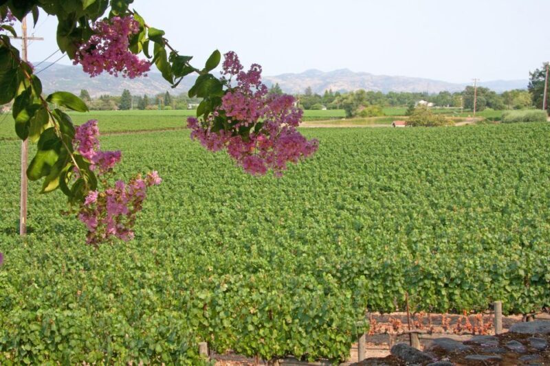 Napa Valley: Driver & Guide Service California wine country - FAQ