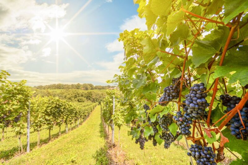 Napa Valley: Guided Wine Tour with Picnic Lunch - Practical Tips