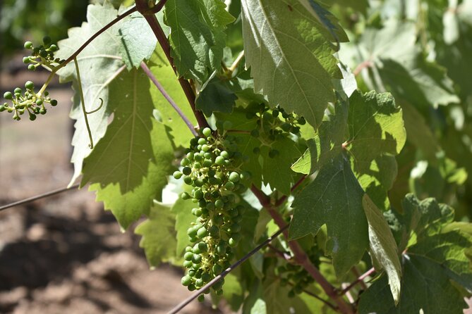 Napa Valley Wine Tasting Tour 6 to 8 Hours Max 14 Passenger - Health and Safety Measures