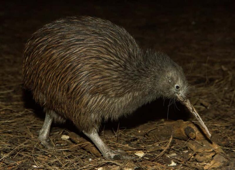 Napier: National Aquarium of New Zealand General Admission - Native Species and Conservation Messaging