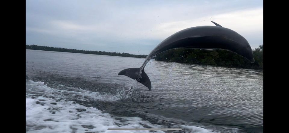Naples, FL: 3 Hour Private Dolphin & Manatee Tour - Pricing and Amenities