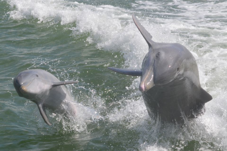 Naples, FL: Manatee, Dolphin, 10,000 Islands Beach Eco Tour - Spotting Local Wildlife