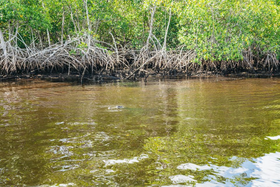 Naples, FL: Manatee, Dolphin, 10,000 Islands Beach Eco Tour - Disembarking at Whitehorse Island