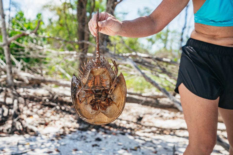 Naples, FL: Manatee, Dolphin, 10,000 Islands Beach Eco Tour - What to Bring and Wear