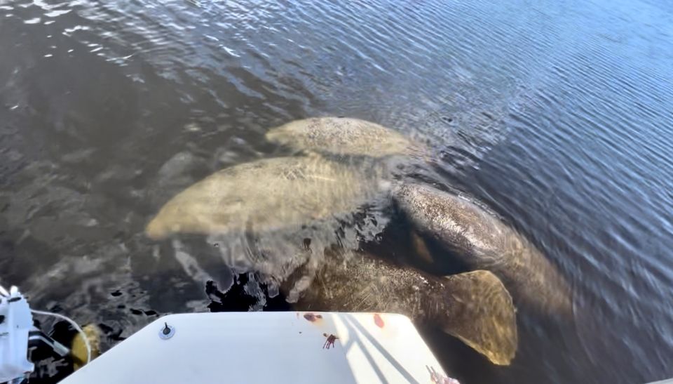 Naples, FL: Manatee Sightseeing and Wildlife Boat Tour - Manatee Sightings and Encounters