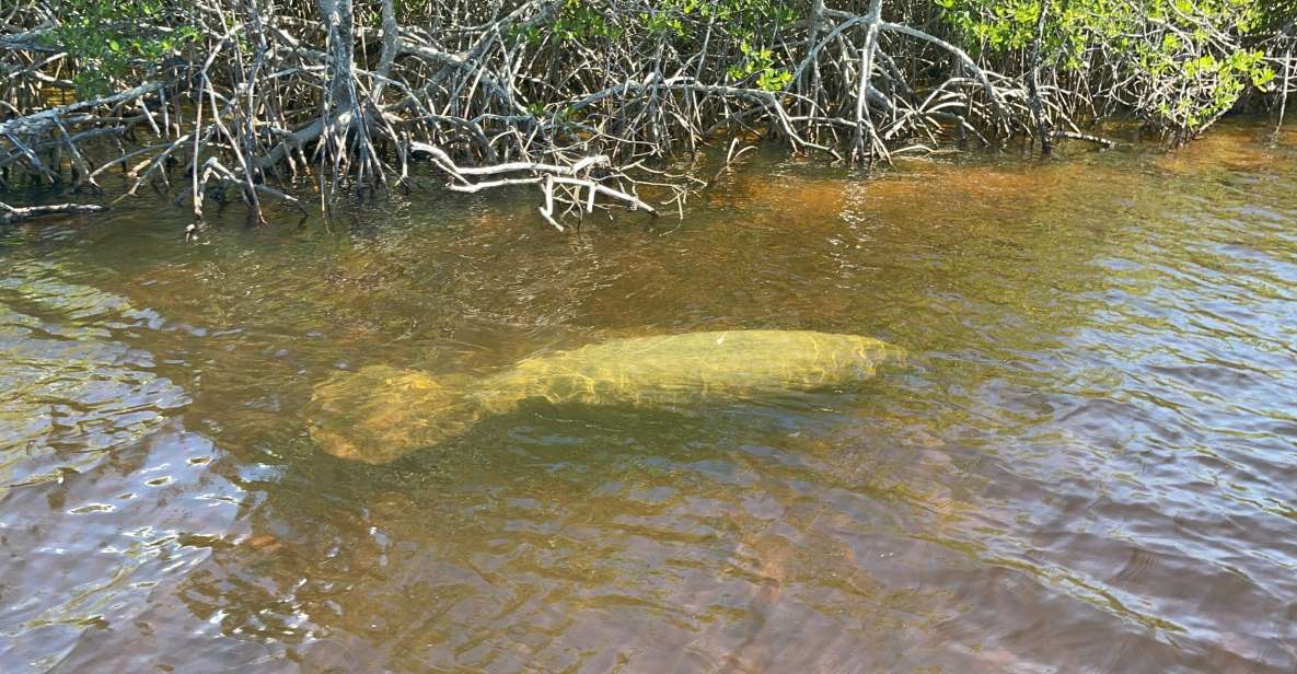 Naples, FL: Manatee Sightseeing and Wildlife Boat Tour - Photographic Opportunities