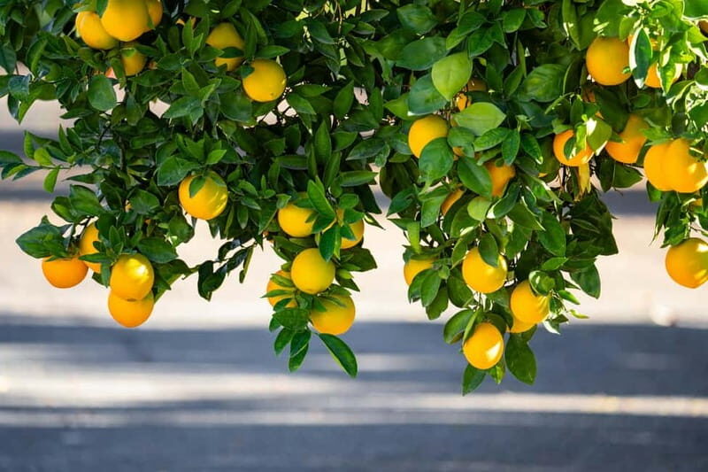 Naples: Guided Tour of the Picturesque Amalfi Coast - Final Thoughts: Is It Worth It?