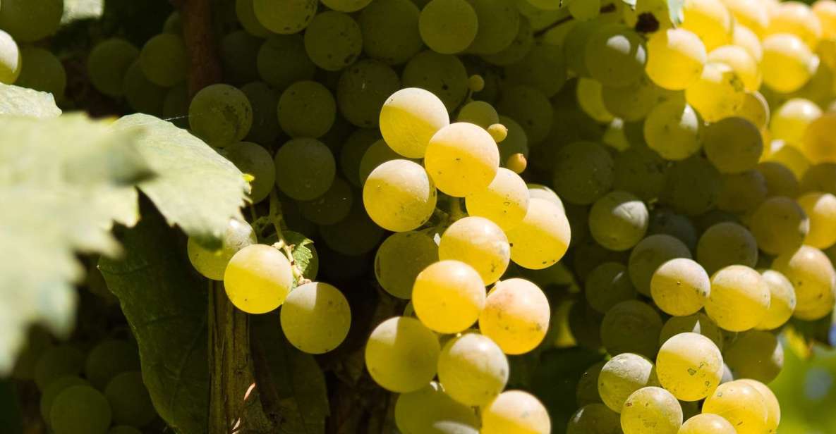 Naples: Mount Vesuvius Vineyard Tour W/ Lunch & Wine Tasting - Key Points