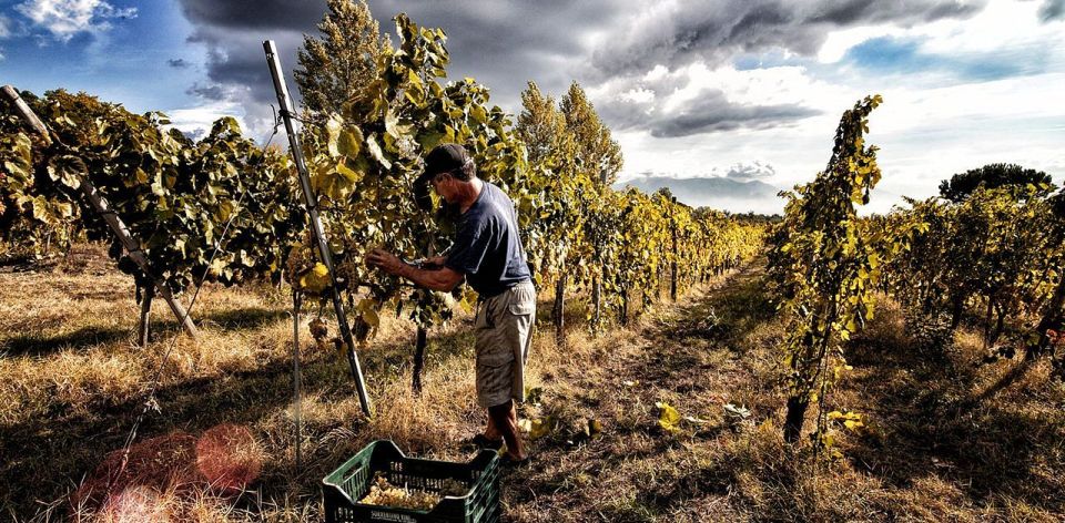 Naples: Mount Vesuvius Vineyard Tour W/ Lunch & Wine Tasting - Experience Highlights