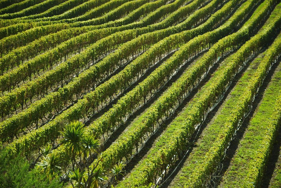 Naples: Mount Vesuvius Vineyard Tour W/ Lunch & Wine Tasting - Wine Tasting Menu