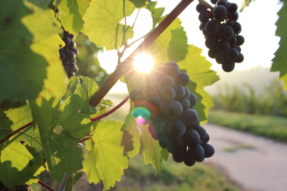 Naples: Mount Vesuvius Vineyard Tour W/ Lunch & Wine Tasting - Frequently Asked Questions