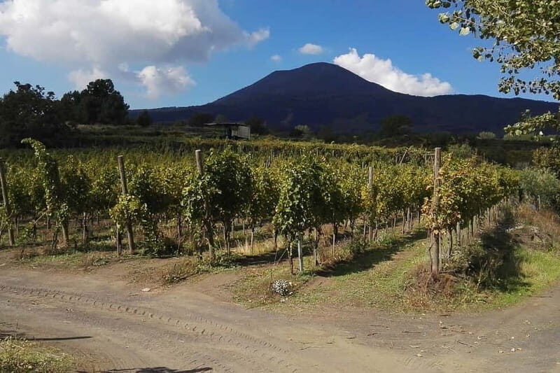 Naples: Pompeii Private Guided & Vesuvius Hiking Tour - A Well-Organized Day from Start to Finish
