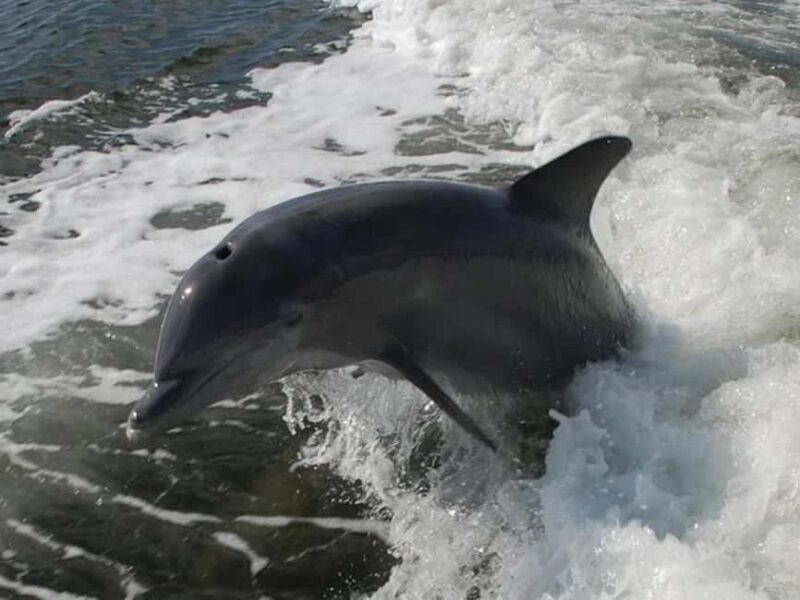 Naples: Sightseeing and Dining Cruises - FAQs