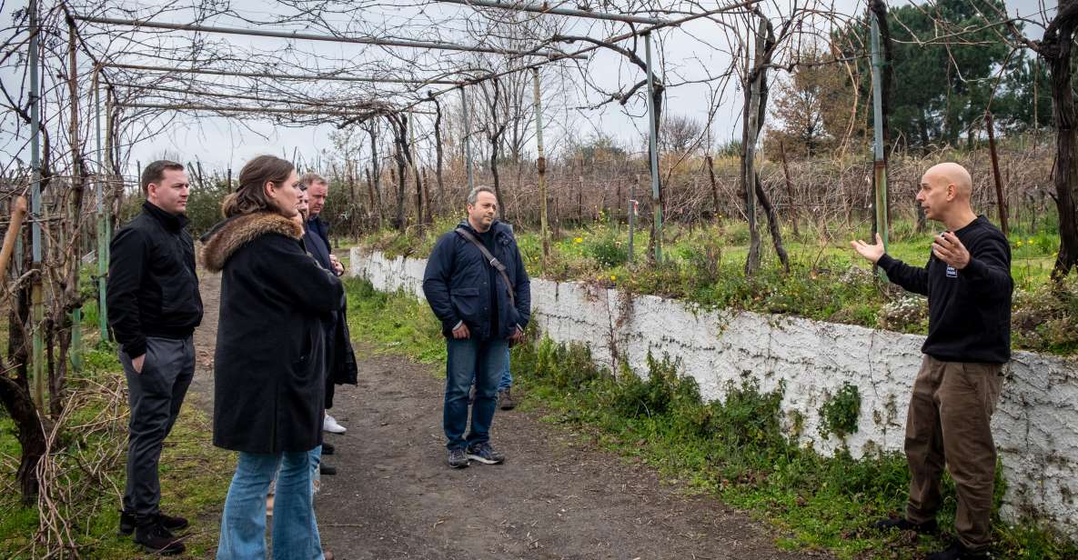 Naples: Walk-Through-Vineyards Private Tour - Winery and Vineyard Visit