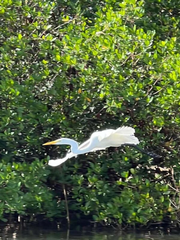 Naples: Wiggins Pass Clear Kayak Eco Tour - Starting Point and Logistics