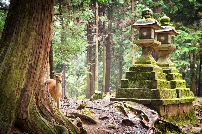 Nara: 1.5 Hour Private Kasuga Taisha Shrine Tour - World Heritage - Deer Feeding and Cultural Experiences