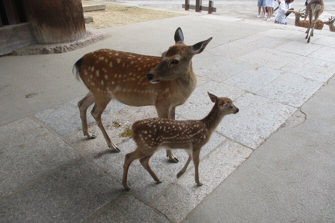 Nara ENGLISH GUIDE, Giant Buddha, Deer Free in the Park - Other Attractions in Nara