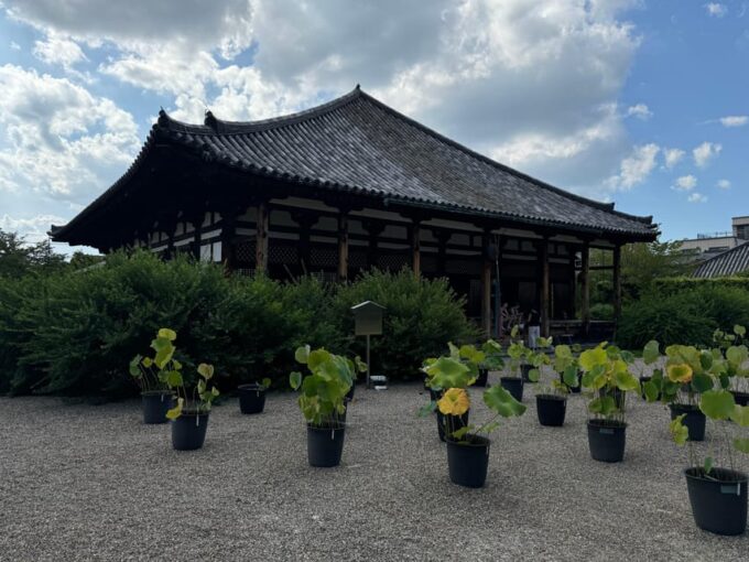 Nara: Explore Gangoji Temple and Naramachi in 90 Minutes - Meeting Point Information